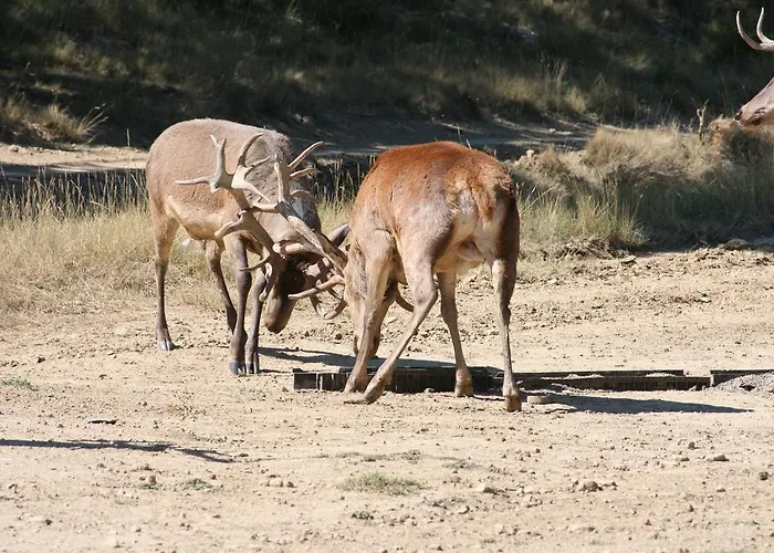 El Kanguro Pensionat Luesia